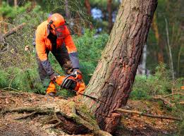 Best Tree Preservation Services  in Spring Lake, MI